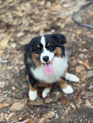 Lost Male Dog last seen Mt olive rd, Okaloosa County, FL 32539