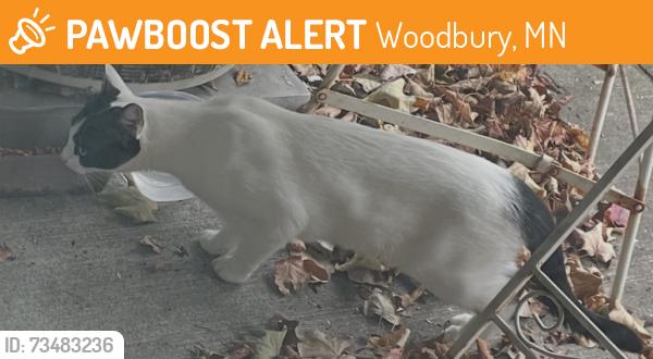 Found/Stray Unknown Cat last seen Off of courtly road down the hill past kinder are by the highway, Woodbury, MN 55125