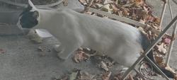 Found/Stray Unknown Cat last seen Off of courtly road down the hill past kinder are by the highway, Woodbury, MN 55125