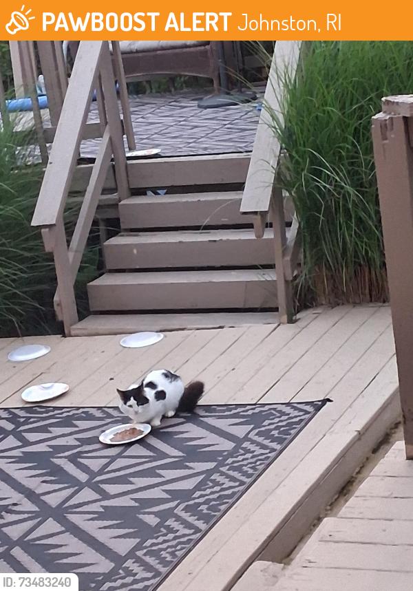 Found/Stray Unknown Cat last seen Plainfield pike, Johnston, RI 02919