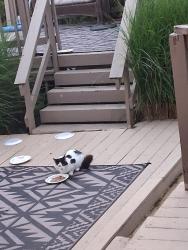 Found/Stray Unknown Cat last seen Plainfield pike, Johnston, RI 02919