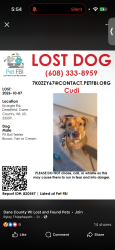 Reunited Male Dog last seen Goose lake conservatory, Deerfield, WI 53559