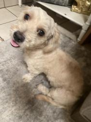 Found/Stray Female Dog last seen 86th lane and monterrey way, Phoenix, AZ 85037