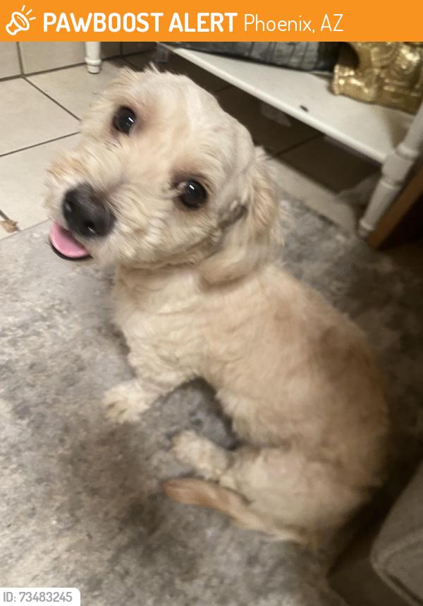 Found/Stray Female Dog last seen 86th lane and monterrey way, Phoenix, AZ 85037