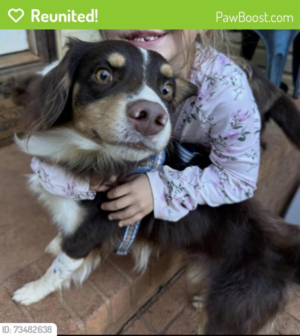 Reunited Male Dog last seen Highway 183, Pickens sc 29681, Pickens County, SC 29640