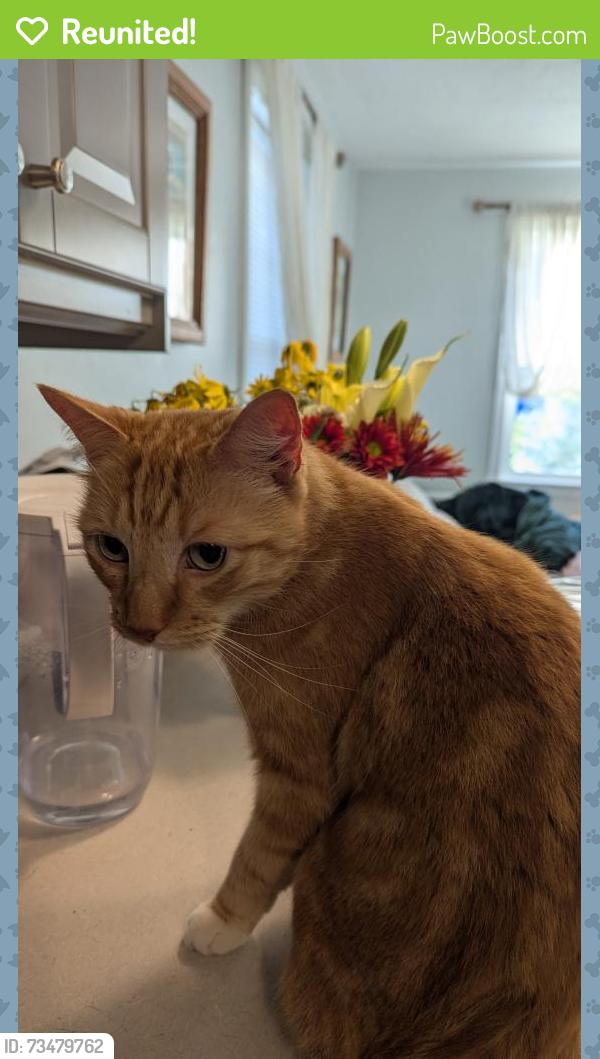 Reunited Male Cat last seen Elmhurst Circle, Mayflower Street, Elmhurst Street, West Hartford, CT 06110