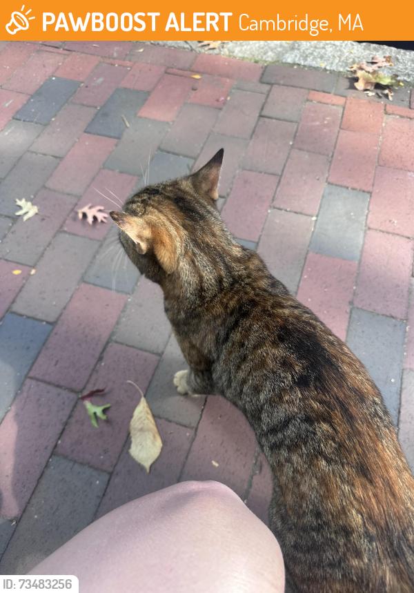 Found/Stray Unknown Cat last seen Cambridge Health Alliance hosp, Cambridge, MA 02139