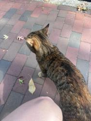 Found/Stray Unknown Cat last seen Cambridge Health Alliance hosp, Cambridge, MA 02139