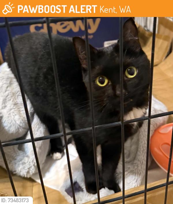 Found/Stray Unknown Cat last seen SE 272nd st & 135th ave se, Kent, WA 98042