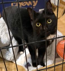 Found/Stray Unknown Cat last seen SE 272nd st & 135th ave se, Kent, WA 98042