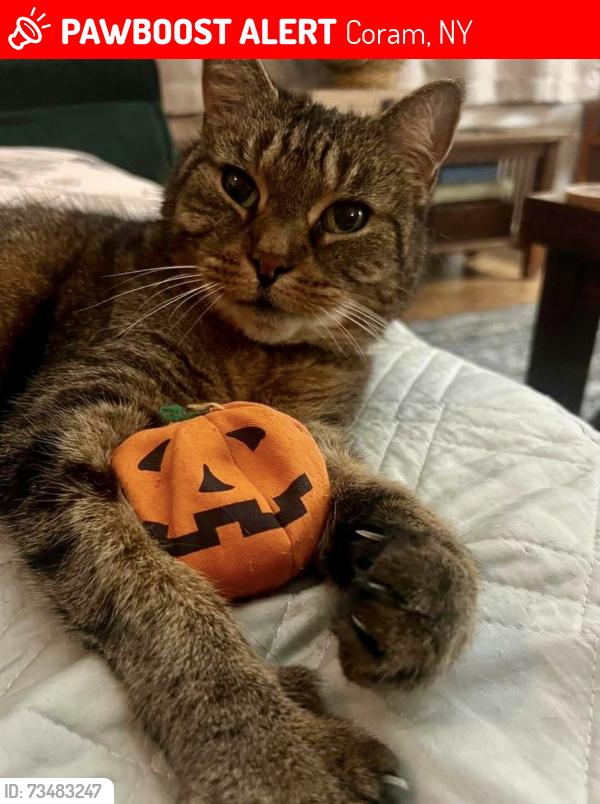 Lost Female Cat last seen Chauncey Lane and Hargrave Lane, Coram, NY 11727