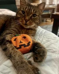 Lost Female Cat last seen Chauncey Lane and Hargrave Lane, Coram, NY 11727