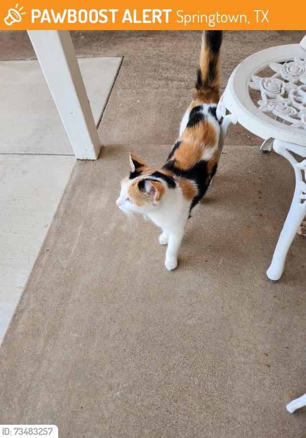 Found/Stray Female Cat last seen Walnut Creek Drive, Springtown, TX 76082