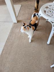 Found/Stray Female Cat last seen Walnut Creek Drive, Springtown, TX 76082