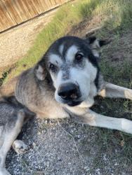 Found/Stray Male Dog last seen In timberwood park neightboehood, San Antonio, TX 78260