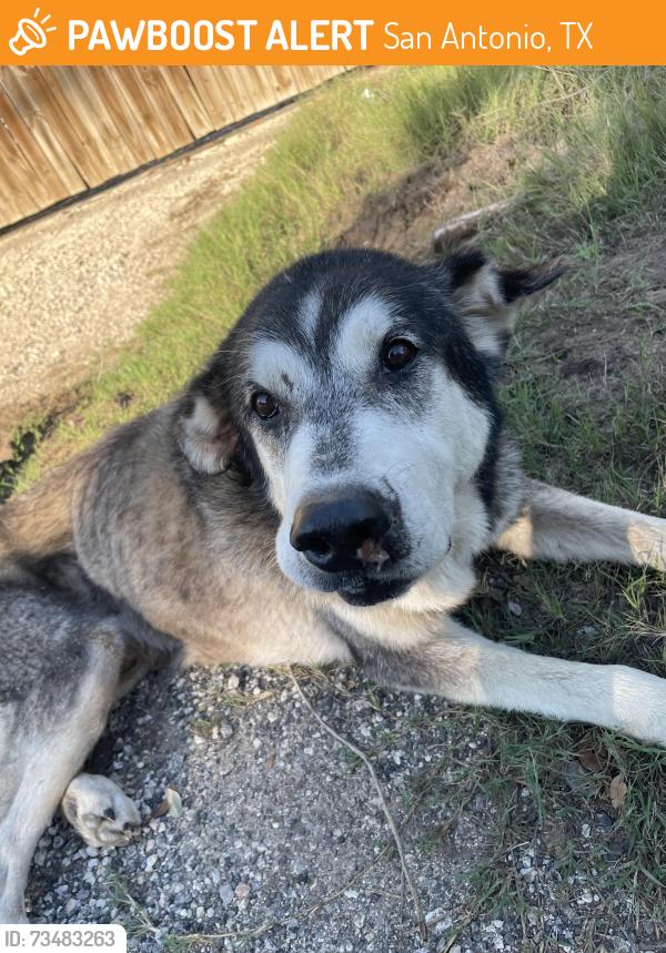 Found/Stray Male Dog last seen In timberwood park neightboehood, San Antonio, TX 78260