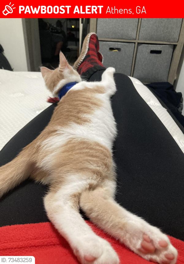 Lost Male Cat last seen By locos restaurant, Athens, GA 30606