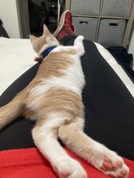 Lost Male Cat last seen By locos restaurant, Athens, GA 30606