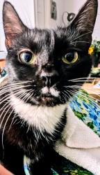 Found/Stray Unknown Cat last seen Hopkins Rd Richmond side, Richmond, VA 23234