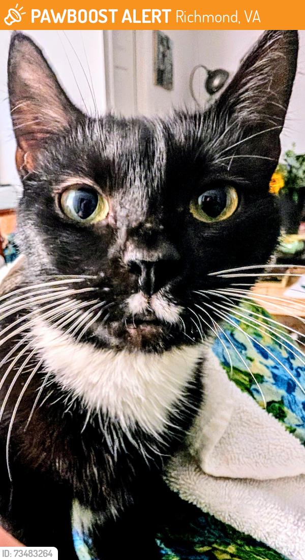 Found/Stray Unknown Cat last seen Hopkins Rd Richmond side, Richmond, VA 23234