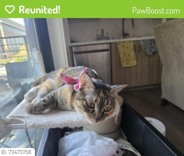 Reunited Female Cat last seen In the back of the apmt building 'Ceramica', Lincoln, CA 95648