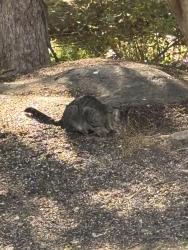 Found/Stray Unknown Cat last seen April way, Stafford County, VA 22406