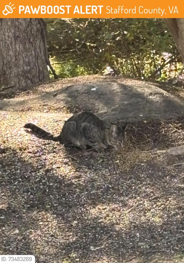 Found/Stray Unknown Cat last seen April way, Stafford County, VA 22406