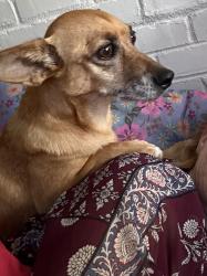 Lost Female Dog last seen Norwood / Altos, Sacramento, CA 95815