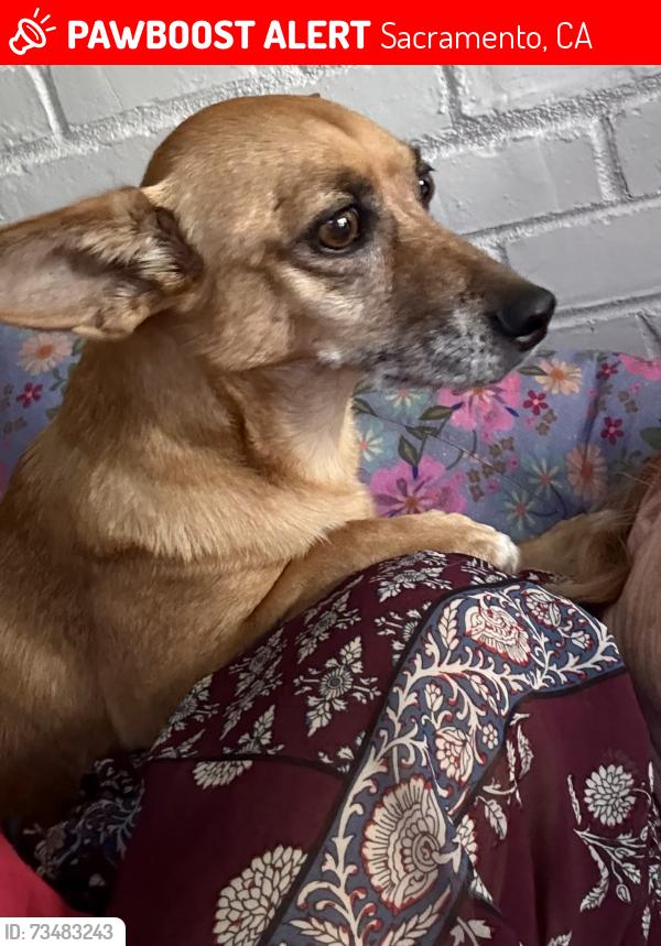 Lost Female Dog last seen Norwood / Altos, Sacramento, CA 95815