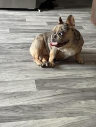 Lost Female Dog last seen Hartline Dr, San Antonio, TX 78239