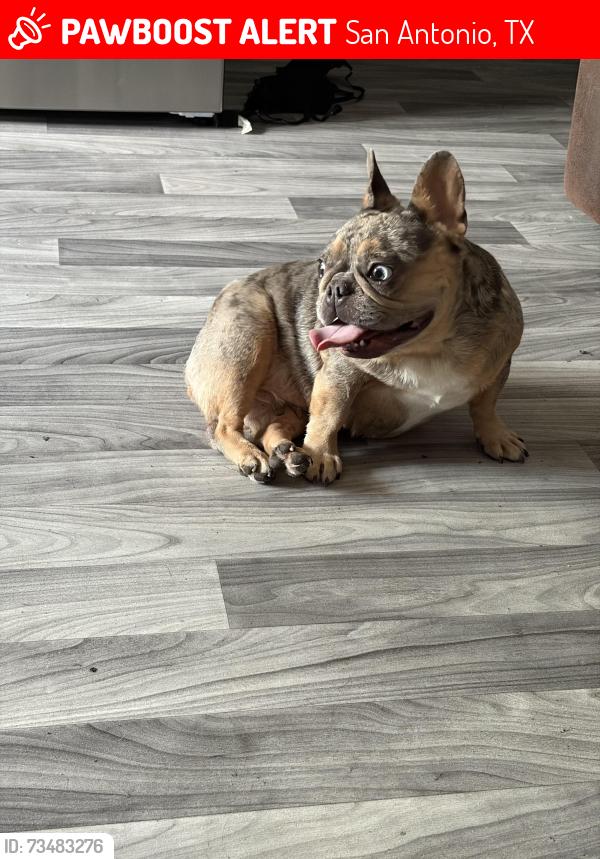 Lost Female Dog last seen Hartline Dr, San Antonio, TX 78239