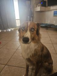Lost Female Dog last seen Avondale, Dysart and Osborne. Seen in Estrella college area. Also at the EOS gym, near the college and quik trip gas station., Avondale, AZ 85392