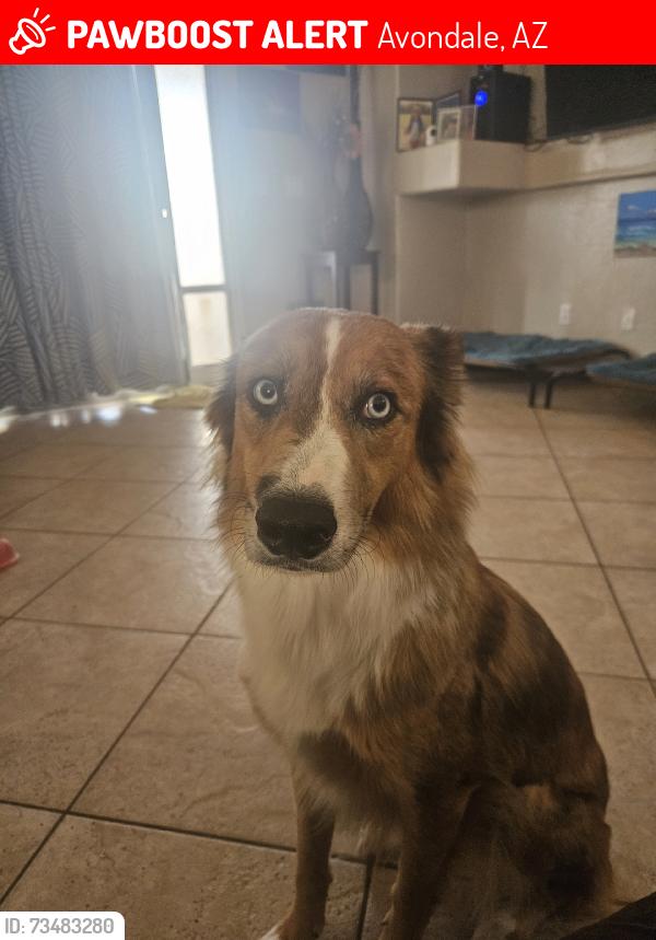 Lost Female Dog last seen Avondale, Dysart and Osborne. Seen in Estrella college area. Also at the EOS gym, near the college and quik trip gas station., Avondale, AZ 85392