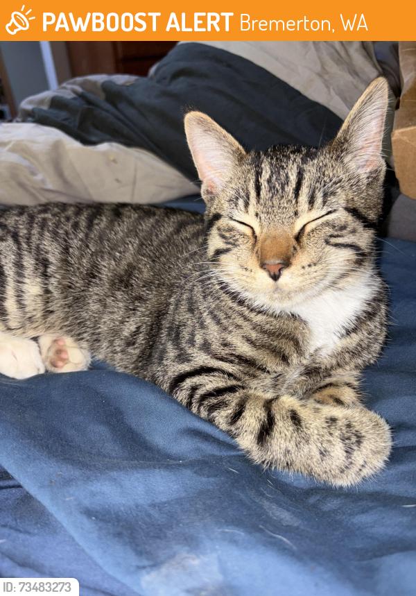 Found/Stray Female Cat last seen Riddle rd, Bremerton, WA 98310