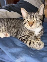 Found/Stray Female Cat last seen Riddle rd, Bremerton, WA 98310