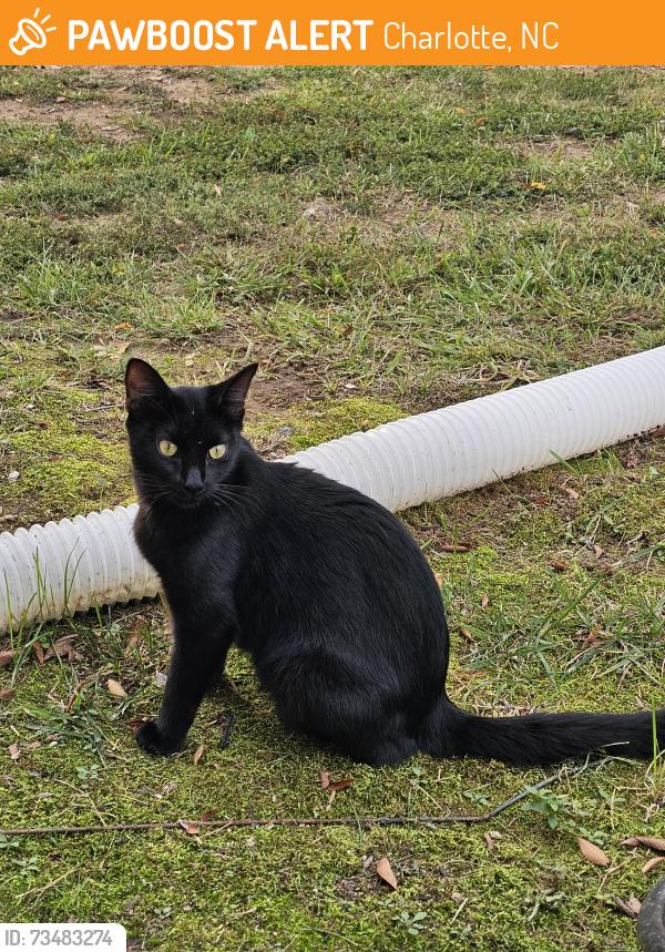 Found/Stray Female Cat last seen Tuckaseegee Elementary, Charlotte, NC 28214