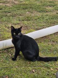 Found/Stray Female Cat last seen Tuckaseegee Elementary, Charlotte, NC 28214
