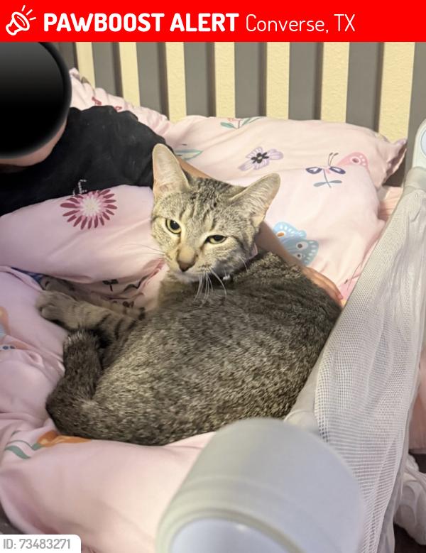 Lost Female Cat last seen Chatham Ct, Converse, TX 78109