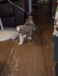 Reunited Male Dog last seen Taco Bell on Crowley and i20, Fort Worth, TX 76134