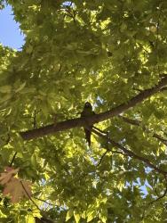 Found/Stray Unknown Bird last seen Near the playground at park, Chicago, IL 60647