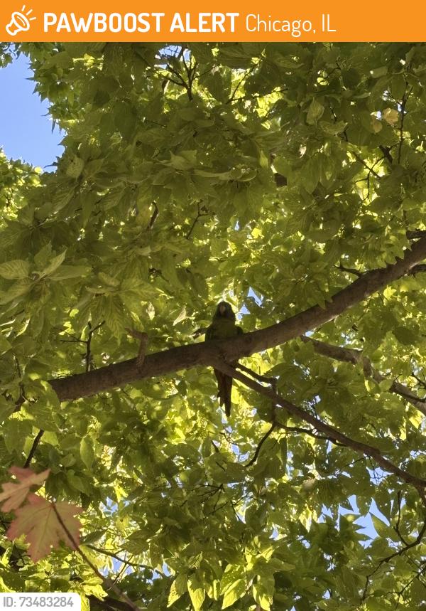 Found/Stray Unknown Bird last seen Near the playground at park, Chicago, IL 60647