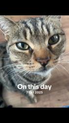 Lost Male Cat last seen Goodwill hall, Cheshire East, England 