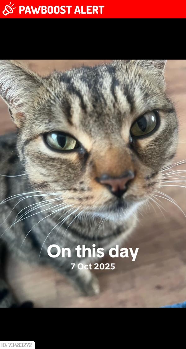 Lost Male Cat last seen Goodwill hall, Cheshire East, England 