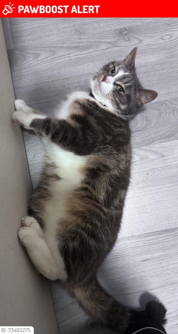 Lost Female Cat last seen Near Harford Street, Greater London, England 