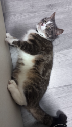 Lost Female Cat last seen Near Harford Street, Greater London, England 