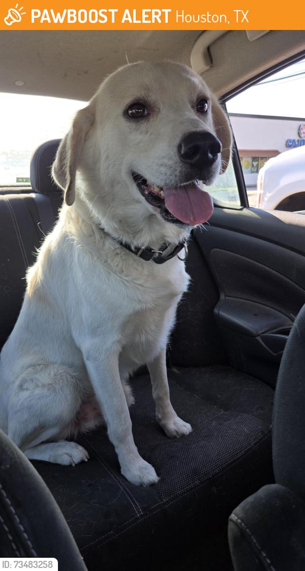Found/Stray Male Dog last seen Domino's, Houston, TX 77069