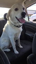 Found/Stray Male Dog last seen Domino's, Houston, TX 77069