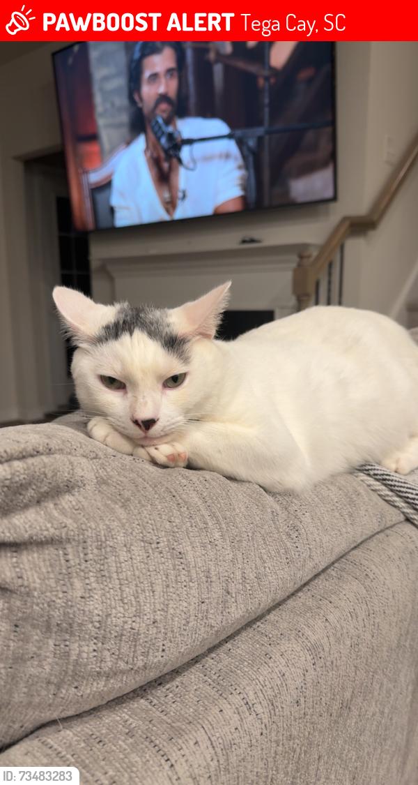 Lost Male Cat last seen Windhaven neighborhood, Tega Cay, SC 29708