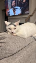 Lost Male Cat last seen Windhaven neighborhood, Tega Cay, SC 29708