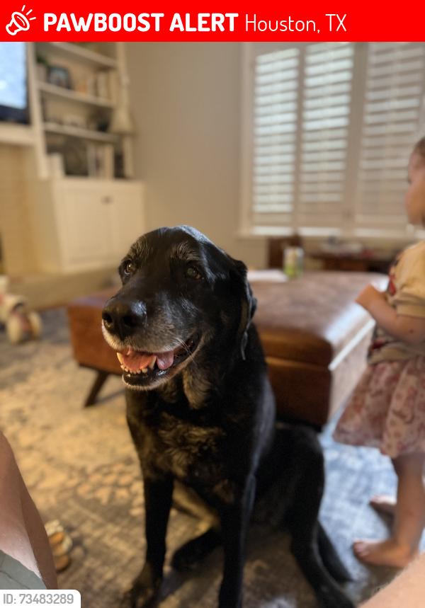 Lost Female Dog last seen Intersection of Oak Stream Dr and Timberline in Sherwood Oaks, Houston, TX 77043